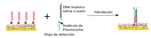 oligo2 oligo2