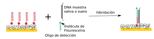 oligo2