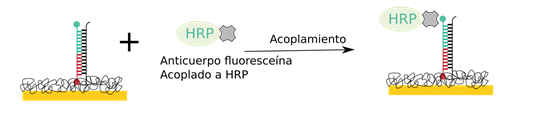 oligo3