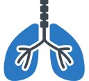 pulmones pulmones
